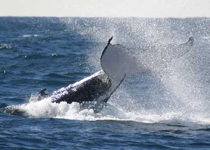  Attractions Melbourne