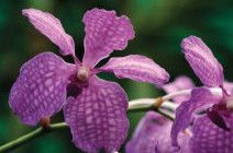 Richmond Wellness Centre - Attractions Melbourne 2