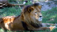 Mogo Zoo - Attractions Melbourne 1