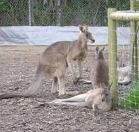 Jirrahlinga Koala  Wildlife Sanctuary - Attractions Melbourne