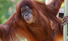 Melbourne Zoo - Attractions Melbourne 1