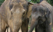 Melbourne Zoo - Attractions Melbourne 3
