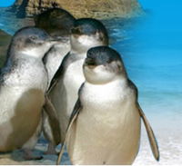 Phillip Island Penguin Parade