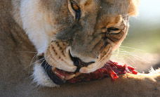 Werribee Open Range Zoo - Attractions Melbourne 2