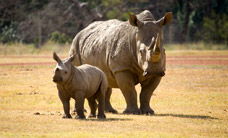 Werribee Open Range Zoo - Attractions Melbourne 3