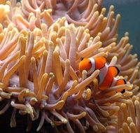 Reef HQ Great Barrier Reef Aquarium - Attractions Melbourne