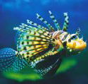 Underwater World - Attractions Melbourne