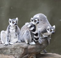 Adelaide Zoo - Attractions Melbourne