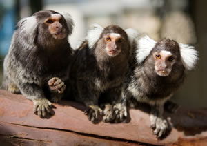 Zoo Doo Wildlife Park - Attractions Melbourne 1
