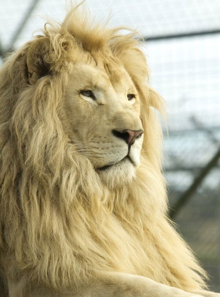 Zoo Doo Wildlife Park - Attractions Melbourne 3