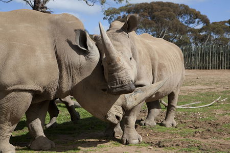  Attractions Melbourne