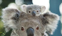  Attractions Melbourne