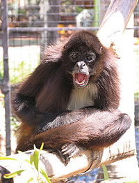 Billabong Koala And Wildlife Park - Attractions Melbourne 1