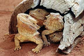 Alice Springs Reptile Centre - Attractions Melbourne 0