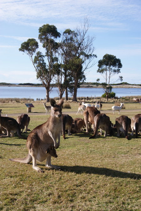 East Coast Natureworld - Attractions Melbourne 1