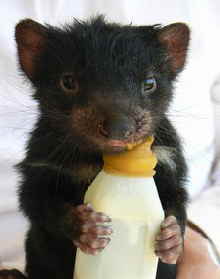 East Coast Natureworld - Attractions Melbourne 2