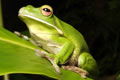 The Rainforest Habitat - Attractions Melbourne 0