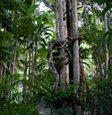 Rainforest Skywalk - Attractions Melbourne 3