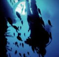 Scuba World - Attractions Melbourne