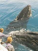 Storeyline Tours - Attractions Melbourne 1