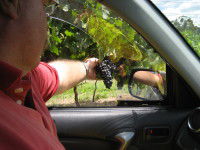 Mount Tamborine Winery & Homestead - Attractions Melbourne 1