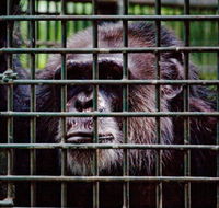 Rockhampton Zoo - Attractions Melbourne