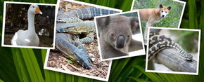 Rockhampton Zoo - Attractions Melbourne 2
