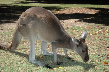 Bunbury Wildlife Park - Attractions Melbourne 1