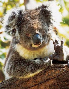 Cudlee Creek SA Attractions Melbourne