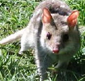 Urimbirra Wildlife Park - Attractions Melbourne
