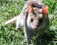 Book Victor Harbor Accommodation Vacations Attractions Melbourne Attractions Melbourne