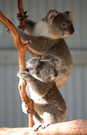 Waterways Wildlife Park - Attractions Melbourne 1