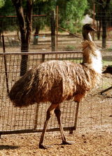 Waterways Wildlife Park - Attractions Melbourne 2