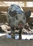 Wagga Wagga Zoo - Attractions Melbourne 0