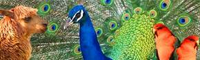 Wagga Wagga Zoo - Attractions Melbourne 1