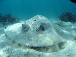 Three Islands Whale Shark Dive - Attractions Melbourne 2
