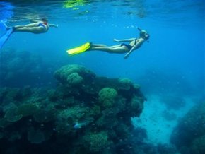 Three Islands Whale Shark Dive - Attractions Melbourne 3