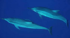Dolphcom - Dolphin & Whale Swimming Adventures - Attractions Melbourne 3