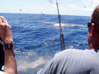Downunder Charters - Attractions Melbourne 3