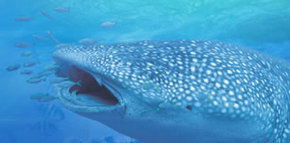 Ningaloo Blue Dive - Attractions Melbourne 1