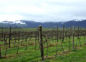 Kinloch Wines