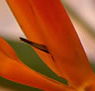 Zen Day Spa - Attractions Melbourne