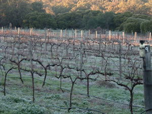 Lion Mill Vineyards - Attractions Melbourne 1
