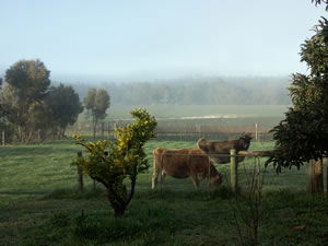 Lion Mill Vineyards - Attractions Melbourne 2
