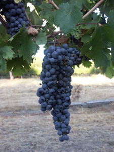 Lion Mill Vineyards - Attractions Melbourne 3