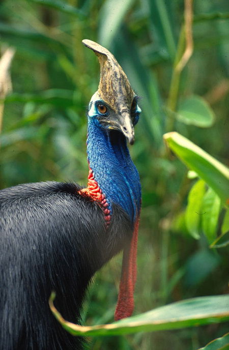 David Fleay Wildlife Park - Attractions Melbourne 0