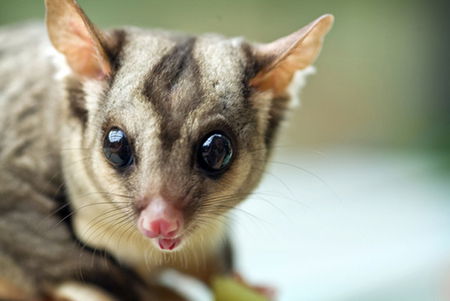 David Fleay Wildlife Park - Attractions Melbourne 1