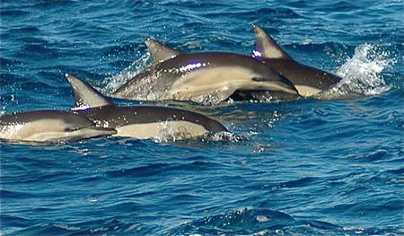 Dolphin Swim Australia - Attractions Melbourne 0