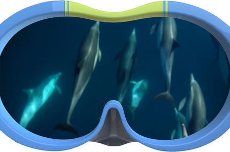 Dolphin Swim Australia - Attractions Melbourne 3