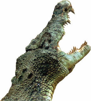 Crocodylus Park - Attractions Melbourne 3